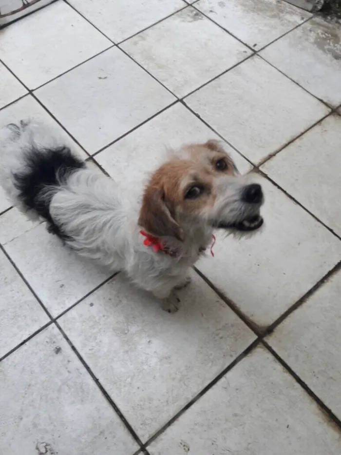 Cachorro ra a Srd idade 1 ano nome Lolla