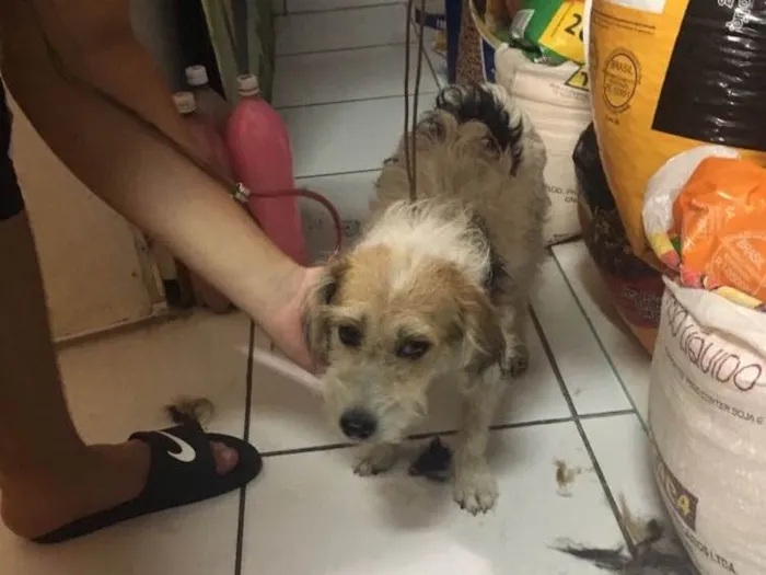 Cachorro ra a Srd idade 1 ano nome Lolla