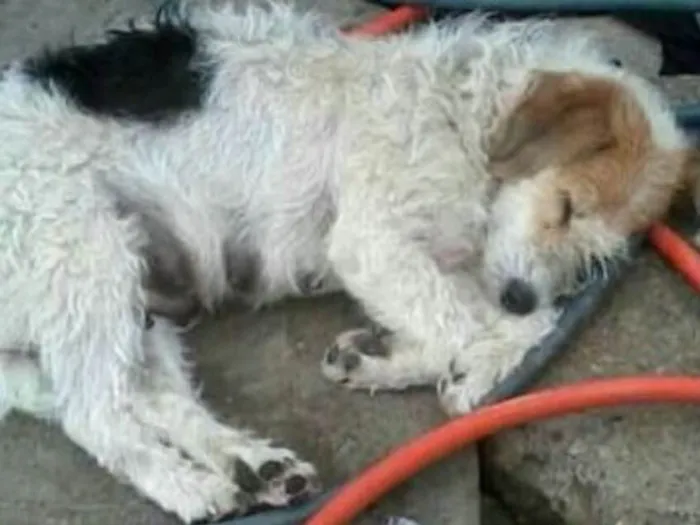 Cachorro ra a Srd idade 1 ano nome Lolla