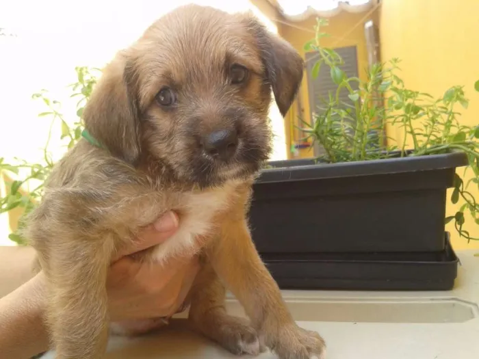 Cachorro ra a SRD idade Abaixo de 2 meses nome Niko