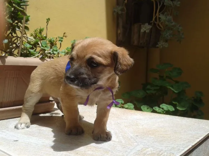 Cachorro ra a SRD idade Abaixo de 2 meses nome Pépe