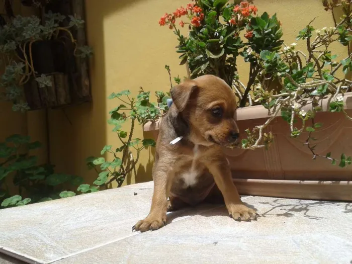 Cachorro ra a SRD idade Abaixo de 2 meses nome Luke