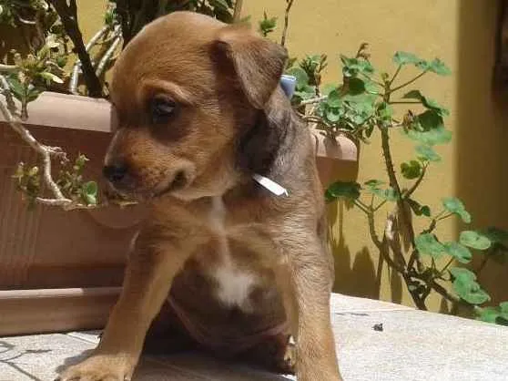 Cachorro ra a SRD idade Abaixo de 2 meses nome Luke