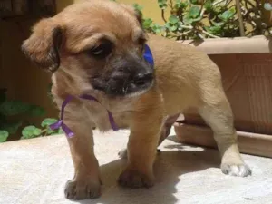 Cachorro raça SRD idade Abaixo de 2 meses nome Pépe