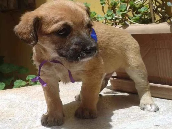 Cachorro ra a SRD idade Abaixo de 2 meses nome Pépe