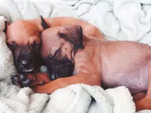 Cachorro raça SRD idade Abaixo de 2 meses nome Toby