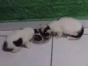Gato raça  idade 2 a 6 meses nome vários