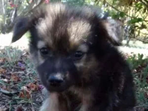 Cachorro raça Misturinha idade 2 a 6 meses nome Uva