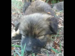 Cachorro raça Misturinha idade  nome Melancia