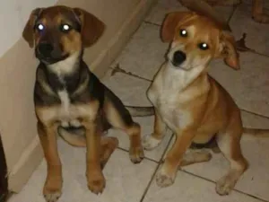 Cachorro raça SRD (sem raça definida) idade 2 a 6 meses nome Maya e Mike