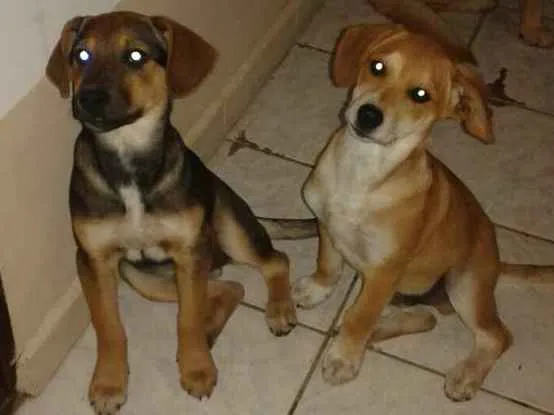 Cachorro ra a SRD (sem raça definida) idade 2 a 6 meses nome Maya e Mike