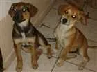 Cachorro raça SRD (sem raça definida) idade 2 a 6 meses nome Maya e Mike