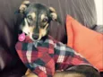 Pipoca