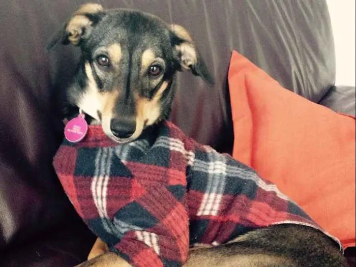 Cachorro ra a SRD  idade 3 anos nome Pipoca