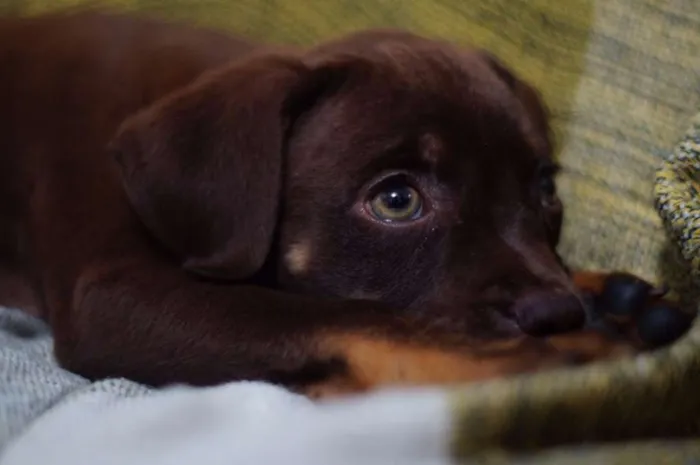 Cachorro ra a SRD idade 2 a 6 meses nome Kai