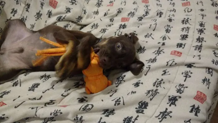 Cachorro ra a SRD idade 2 a 6 meses nome Kai