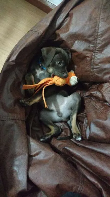 Cachorro ra a SRD idade 2 a 6 meses nome Kai