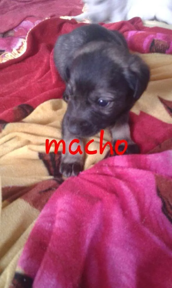 Cachorro ra a Vira lata idade Abaixo de 2 meses nome Varios