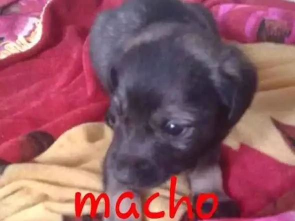 Cachorro ra a Vira lata idade Abaixo de 2 meses nome Varios
