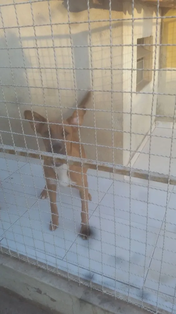 Cachorro ra a Vira-lata idade 7 a 11 meses nome Bug