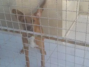 Cachorro raça Vira-lata idade 7 a 11 meses nome Bug