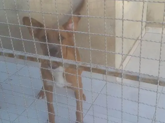 Cachorro ra a Vira-lata idade 7 a 11 meses nome Bug