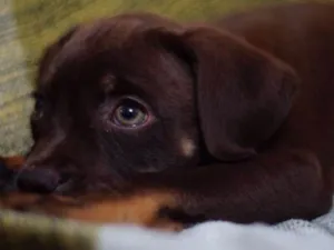 Cachorro raça SRD idade 2 a 6 meses nome Kai