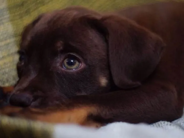 Cachorro ra a SRD idade 2 a 6 meses nome Kai