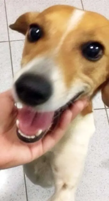 Cachorro ra a SRD idade 4 anos nome Vinícius
