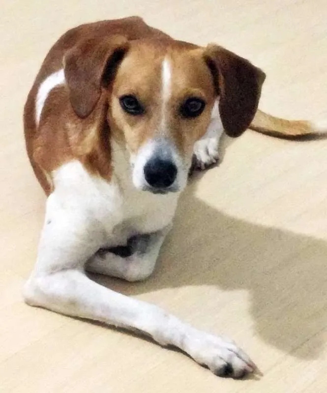 Cachorro ra a SRD idade 4 anos nome Vinícius