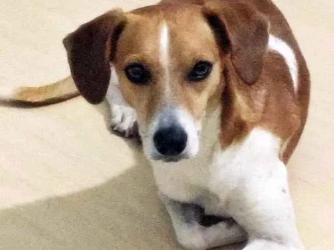 Cachorro ra a SRD idade 4 anos nome Vinícius