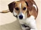 Cachorro raça SRD idade 4 anos nome Vinícius