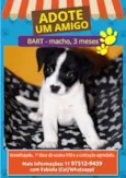 Bart, Fred e Lola