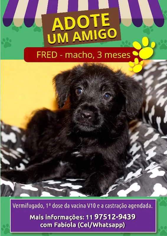 Cachorro ra a Vira lata idade 2 a 6 meses nome Bart, Fred e Lola