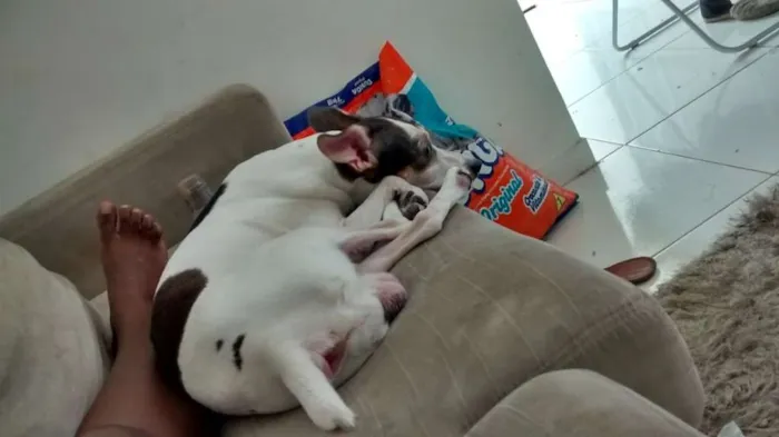 Cachorro raça pinscher/vira-lata idade 6 ou mais anos nome Snoop