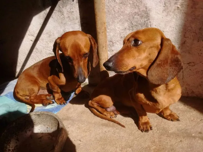 Cachorro ra a Bacê idade 4 anos nome TED  e OLAF