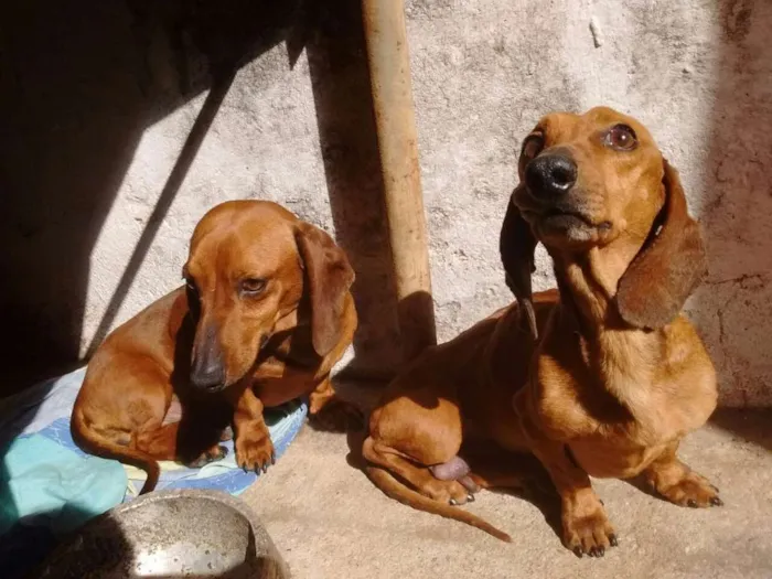 Cachorro ra a Bacê idade 4 anos nome TED  e OLAF