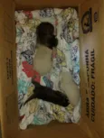 Gatos