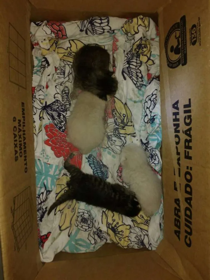 Gato ra a Não difinida idade Abaixo de 2 meses nome Gatos