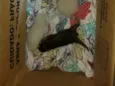 Gatos