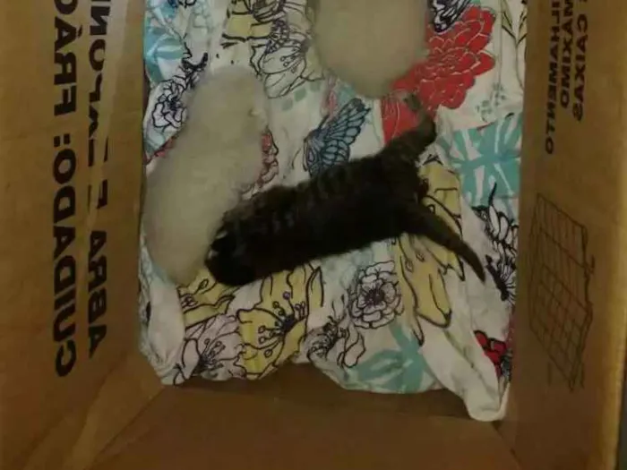 Gato ra a Não difinida idade Abaixo de 2 meses nome Gatos