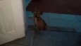 Estrela