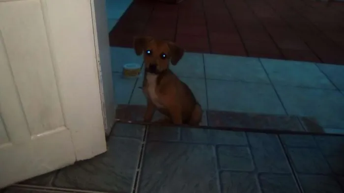 Cachorro ra a vira-lata idade 2 a 6 meses nome Estrela