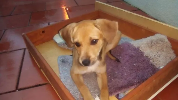 Cachorro ra a vira-lata idade 2 a 6 meses nome Estrela