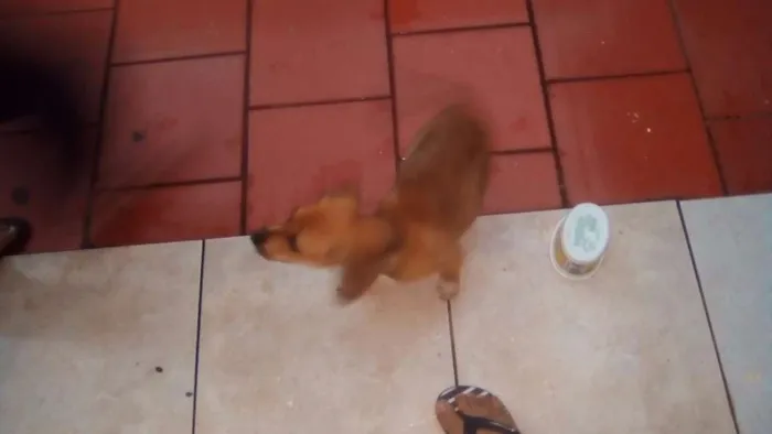 Cachorro ra a vira-lata idade 2 a 6 meses nome Estrela