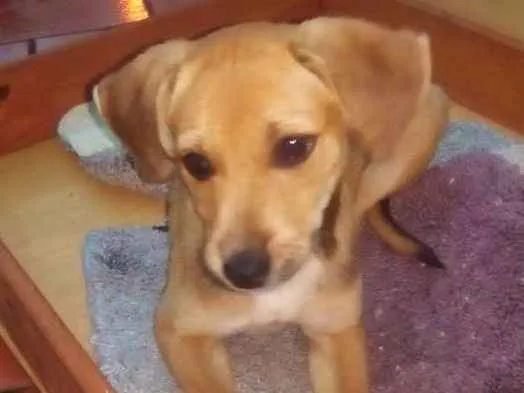 Cachorro ra a vira-lata idade 2 a 6 meses nome Estrela