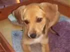 Cachorro raça vira-lata idade 2 a 6 meses nome Estrela
