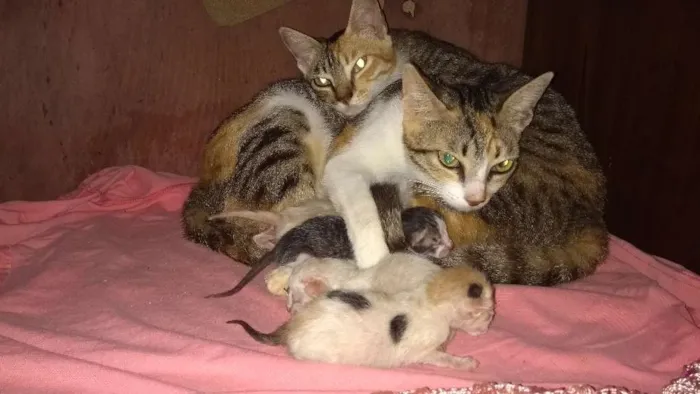 Gato raça Peduro idade 1 ano nome Toquita mia e zuzu