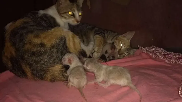 Gato raça Peduro idade 1 ano nome Toquita mia e zuzu