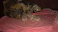 Toquita mia e zuzu